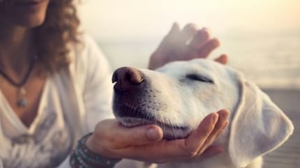 Les bons gestes à faire pour flatter son chien