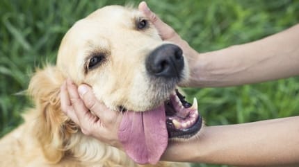chien en train de se faire caresser