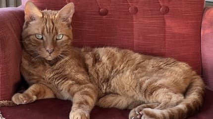 Carlo Boszhard neemt afscheid van kat