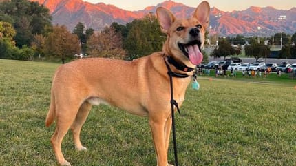 carolina dog hunderasse