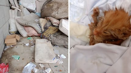 Casimir, le chaton roux qui a été trouvé dans une décharge