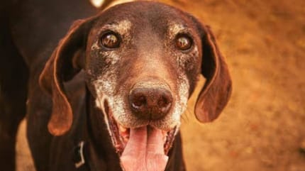 castaño-perro-abuelo-en-adopcion
