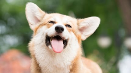 Castration du chien male