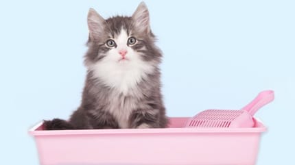 hygiène litière chat