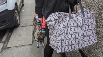 Katzen in einer Einkaufstasche