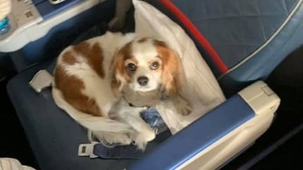 cavalier king charles dans un siège d'avion