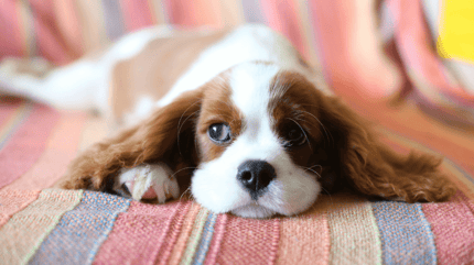 Cavalier King Charles Spaniel
