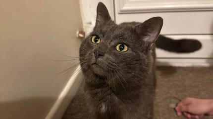Ce chat avait disparu depuis deux ans