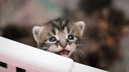 Chaton tigré non sevré