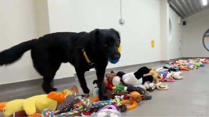 Tierheimhund bekommen Weihnachtsgeschenke