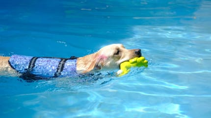 chaleco-refrescante-perro