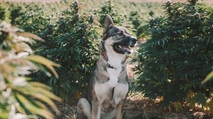 chien dans un champ de chanvre