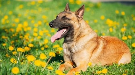 Malinois dans un champ de fleurs