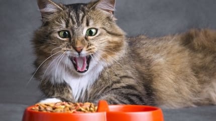 chat gourmand