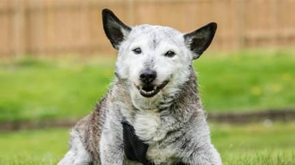 vieux jack russel