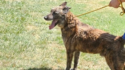Charly, le chien abandonné