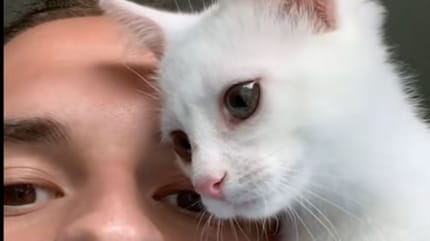 Katze