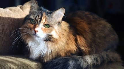 Arthrose chat prevention