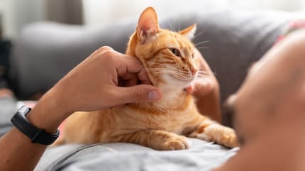 chat aime déteste article