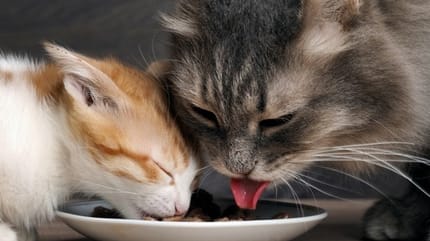 Chat et alimentation : quand et comment lui donner à manger ?