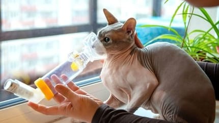 un chat qui a de l'asthme