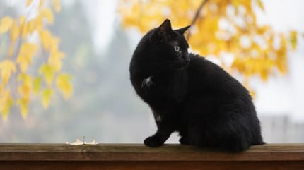 gatto all'aria aperta