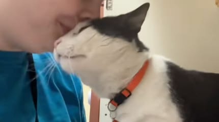 Chat au refuge