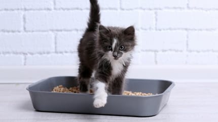 choisir bac litière chat