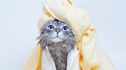 chat dans une serviette
