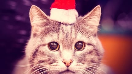 chat bonnet pere noel