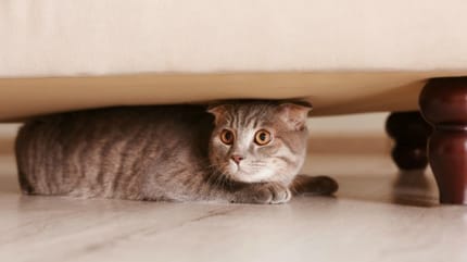 chat caché