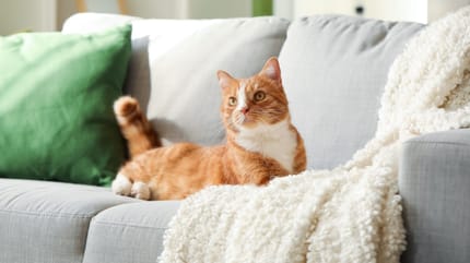 chat canapé