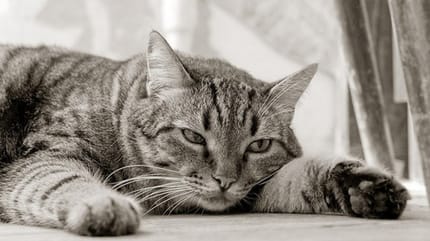 chat déprime hiver