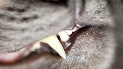 problèmes dents chat