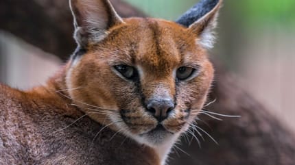 chat doré africain