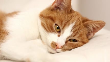 comment repérer la douleur chez le chat