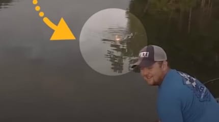 chat en train de se noyer