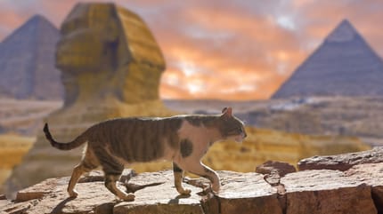 chat Egypte ancienne