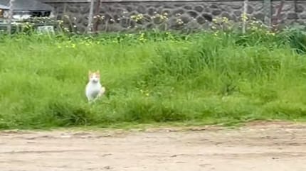 Streunerkatze