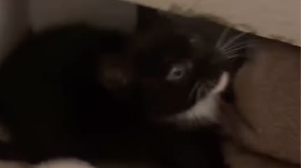 chat errant