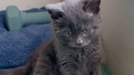 Zwerfkat