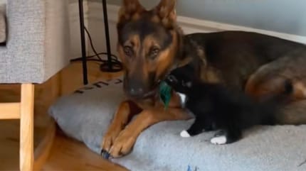 Chat et Berger Allemand