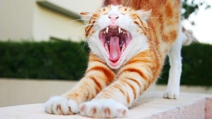 chat roux qui s'étire