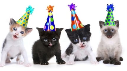 chat fête nouvel an