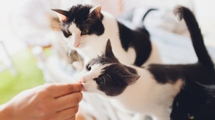 chats qui mangent des friandises