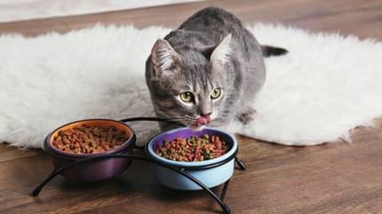 chat gamelle pleine