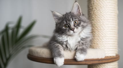 chat grondé