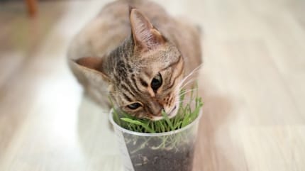 herbe à chat