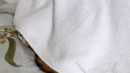 chat internet TikTok