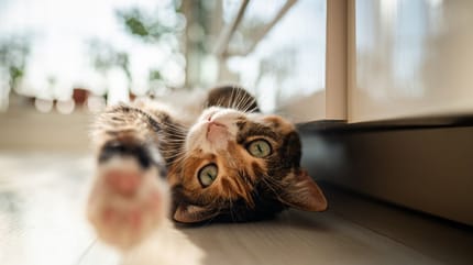 Cat playing